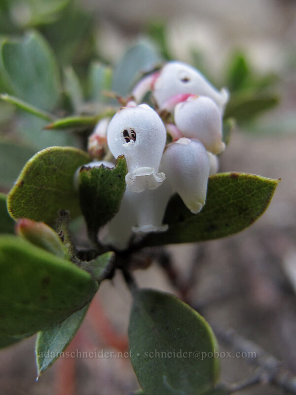 pine-mat manzanita (Arctostaphylos nevadensis) [Bayview Trail, Desolation Wilderness, El Dorado County, California]