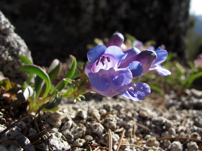 showy penstemon (Penstemon speciosus) [Maggie's Peak South, Desolation Wilderness, El Dorado County, California]
