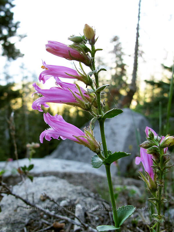 Newberry's penstemon (mountain pride) [Bayview Trail, Desolation Wilderness, El Dorado County, California]