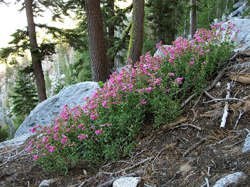 Newberry's penstemon (mountain pride) (Penstemon newberryi) [Bayview Trail, Desolation Wilderness, El Dorado County, California]