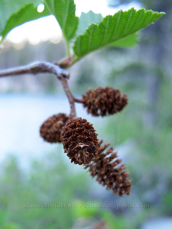 creek alder (Alnus incana) [Bayview Trail, Desolation Wilderness, El Dorado County, California]