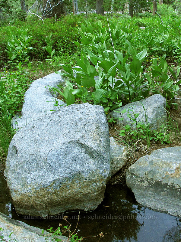 California corn lily & granite boulders (Veratrum californicum) [Bayview Trail, Desolation Wilderness, El Dorado County, California]