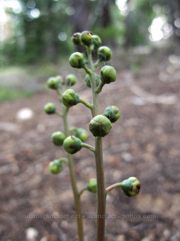 white-veined wintergreen (Pyrola picta) [Bayview Trail, Desolation Wilderness, El Dorado County, California]