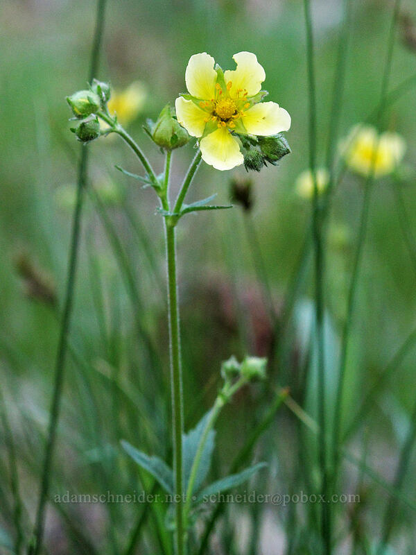 cinquefoil (Potentilla sp.) [Inspiration Point, Lake Tahoe Basin, El Dorado County, California]