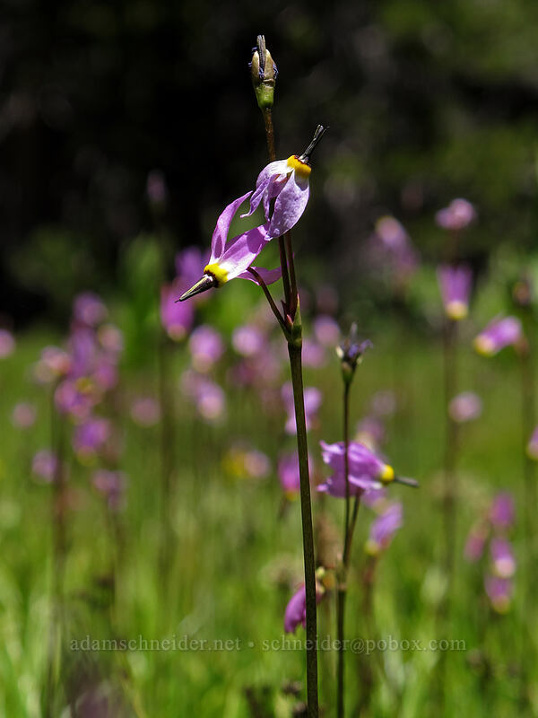 alpine shooting stars (Dodecatheon alpinum (Primula tetrandra)) [Ebbetts Pass, Toiyabe National Forest, Alpine County, California]