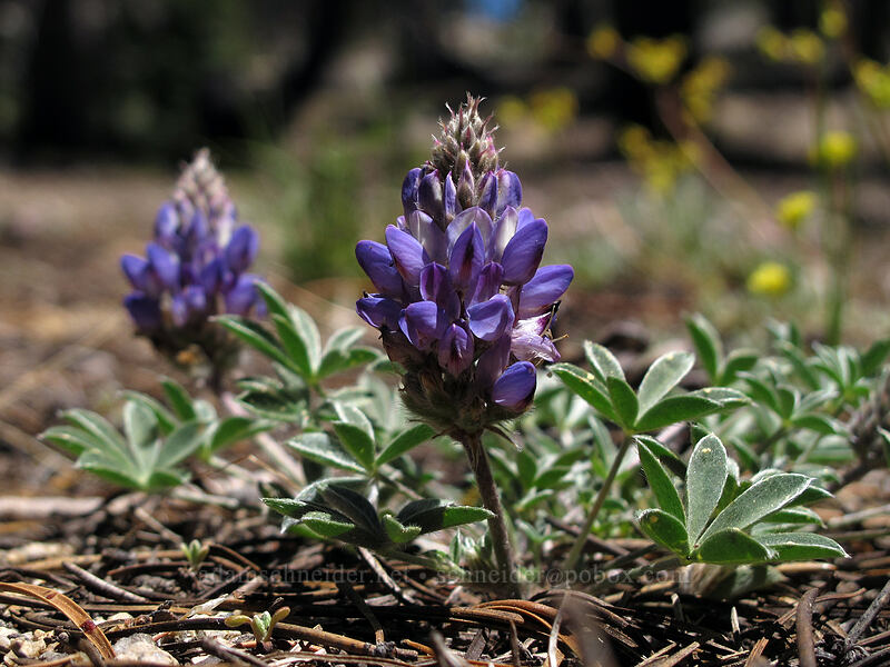 dwarf lupine (Lupinus lepidus var. lobbii) [Ebbetts Pass, Toiyabe National Forest, Alpine County, California]