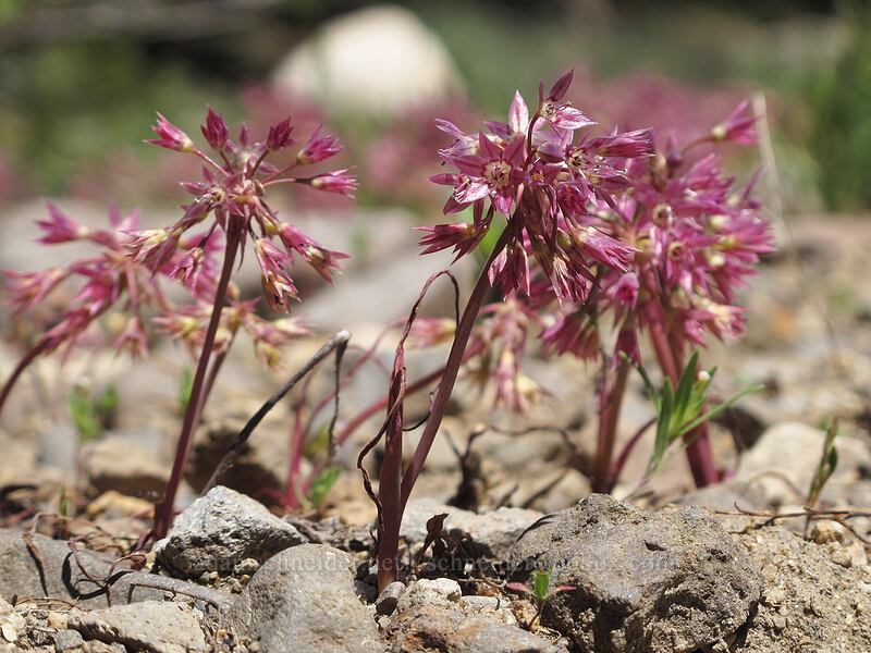 Sierra onion (Allium campanulatum) [Bloomfield Meadow, Toiyabe National Forest, Alpine County, California]