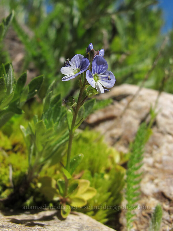 thyme-leaf speedwell (Veronica serpyllifolia) [Bloomfield Meadow, Toiyabe National Forest, Alpine County, California]