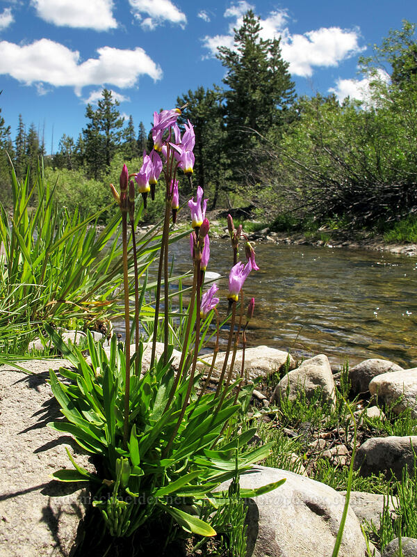 alpine shooting stars (Dodecatheon alpinum (Primula tetrandra)) [Bloomfield Meadow, Toiyabe National Forest, Alpine County, California]