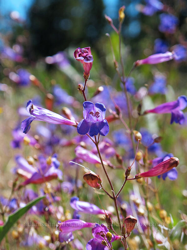 Plumas County beardtongue (Penstemon neotericus) [Hat Creek Rim Overlook, Lassen National Forest, Shasta County, California]