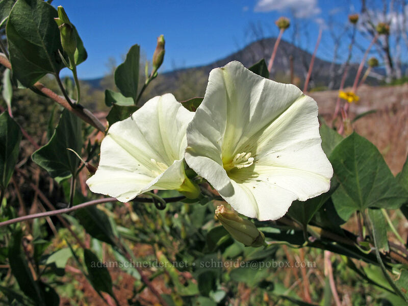 chaparral morning glory (Calystegia occidentalis) [Hat Creek Rim Overlook, Lassen National Forest, Shasta County, California]