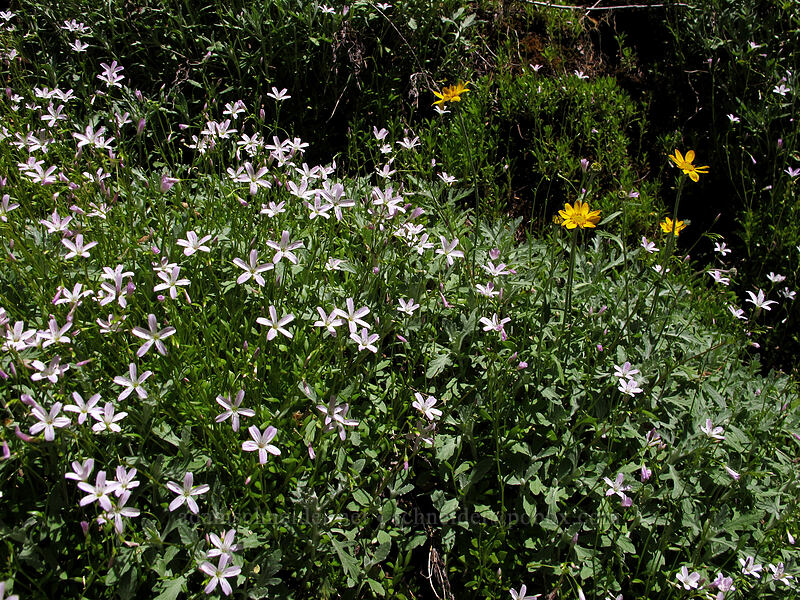 little-leaf montia & Oregon sunshine (Montia parvifolia (Claytonia parvifolia), Eriophyllum lanatum) [Forest Road 2209, Opal Creek Scenic Recreation Area, Marion County, Oregon]