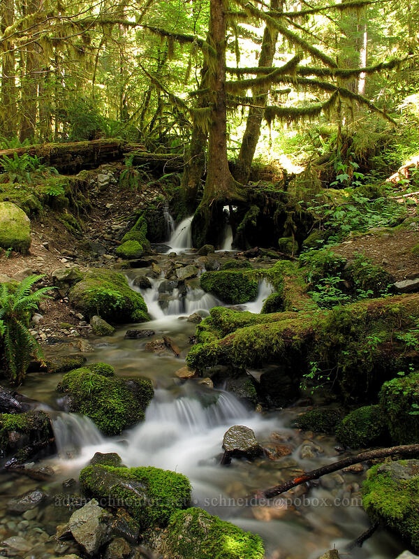 flowy water [Forest Road 2209, Opal Creek Scenic Recreation Area, Marion County, Oregon]
