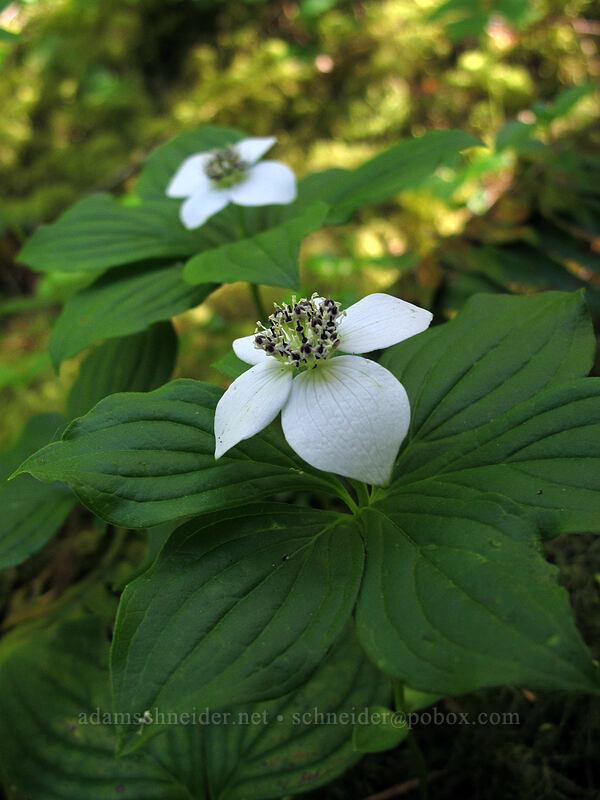 bunchberries (Cornus unalaschkensis (Cornus canadensis)) [Kopetski Trail, Opal Creek Scenic Recreation Area, Marion County, Oregon]