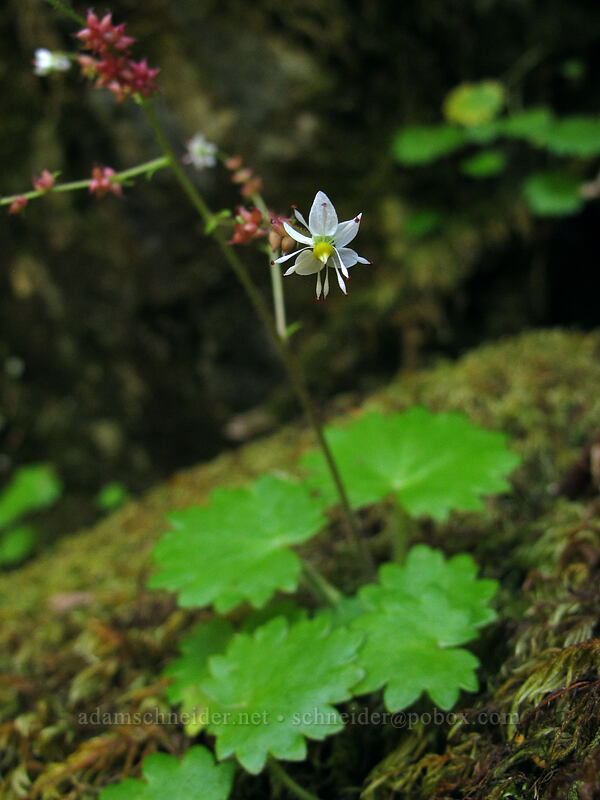 Mertens' saxifrage (Saxifraga mertensiana) [Kopetski Trail, Opal Creek Scenic Recreation Area, Marion County, Oregon]