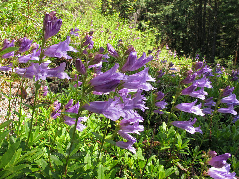 Cardwell's penstemon (Penstemon cardwellii) [Kopetski Trail, Opal Creek Scenic Recreation Area, Marion County, Oregon]