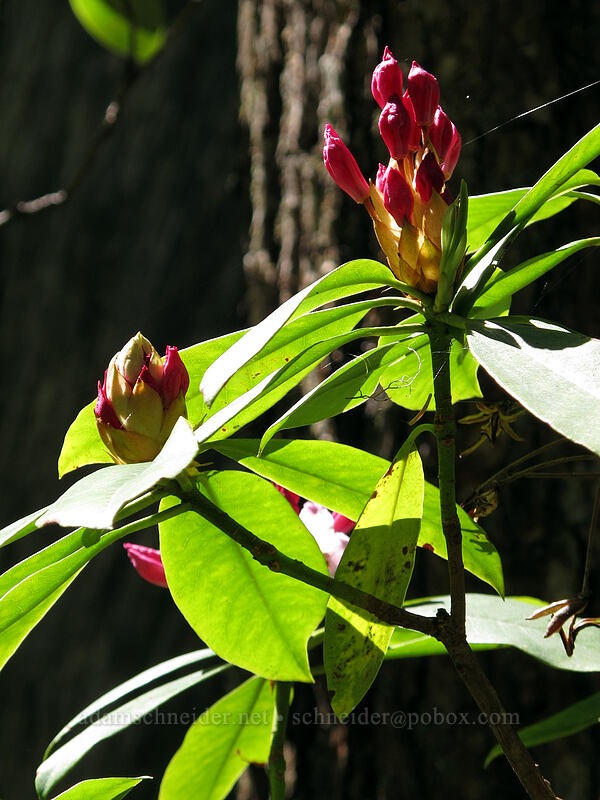 Pacific rhododendron (Rhododendron macrophyllum) [Kopetski Trail, Opal Creek Scenic Recreation Area, Marion County, Oregon]