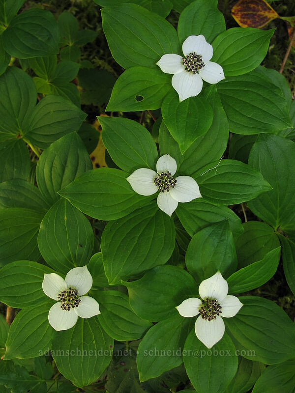 bunchberries (Cornus unalaschkensis (Cornus canadensis)) [Kopetski Trail, Opal Creek Scenic Recreation Area, Marion County, Oregon]