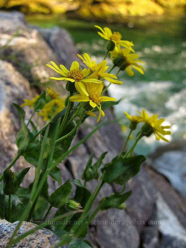 arnica (Arnica sp.) [Three Pools Day Use Area, Opal Creek Scenic Recreation Area, Marion County, Oregon]