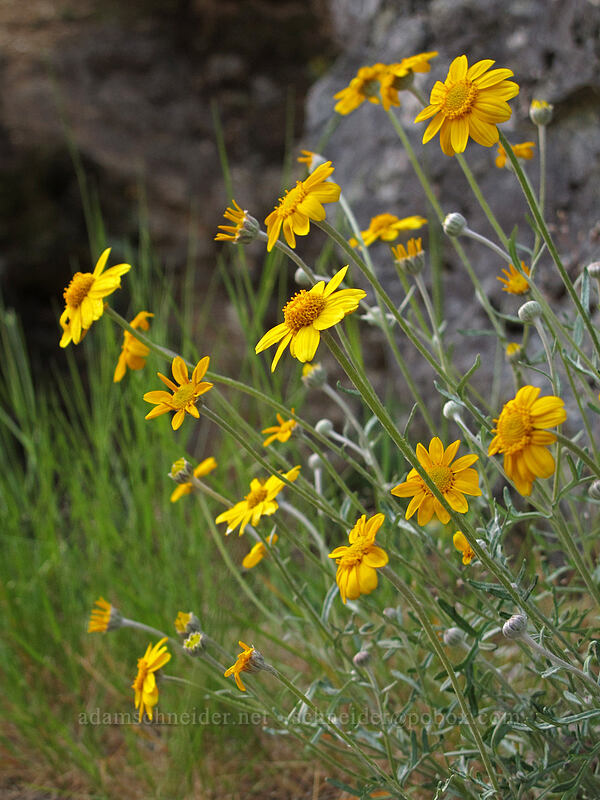 Oregon sunshine (Eriophyllum lanatum) [Three Pools Day Use Area, Opal Creek Scenic Recreation Area, Marion County, Oregon]