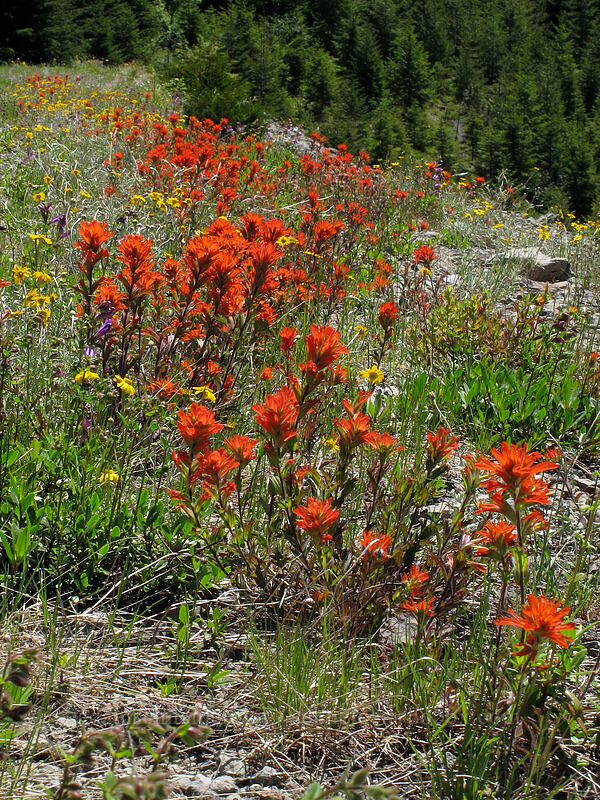 paintbrush (Castilleja hispida) [Forest Road 2207, Willamette National Forest, Marion County, Oregon]