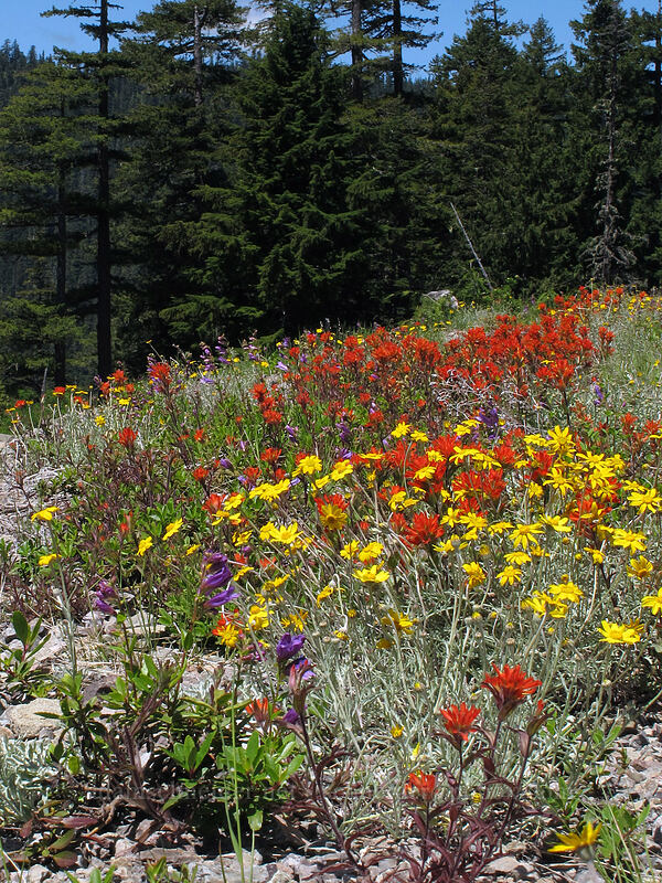 Oregon sunshine, paintbrush, & penstemon (Eriophyllum lanatum, Castilleja hispida, Penstemon cardwellii) [Forest Road 2207, Willamette National Forest, Marion County, Oregon]
