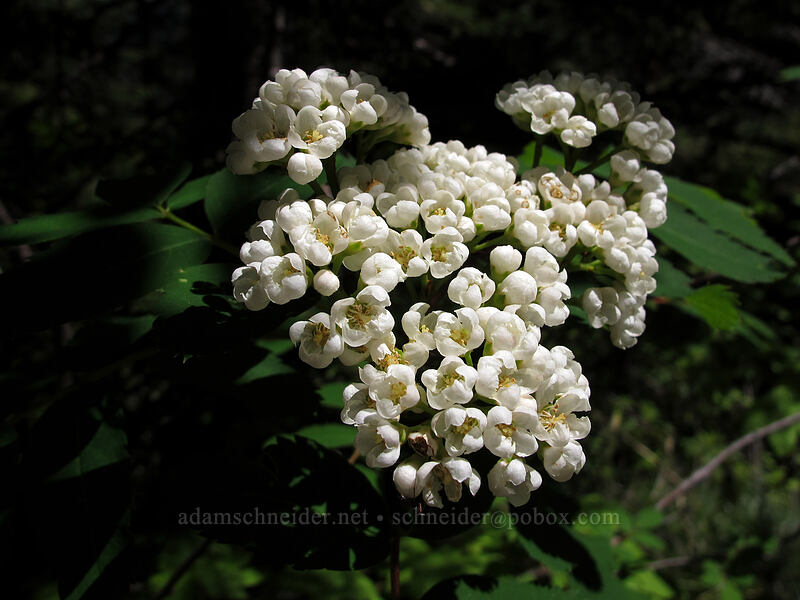 Sitka mountain ash (Sorbus sitchensis) [Opal Lake Trail, Opal Creek Wilderness, Marion County, Oregon]