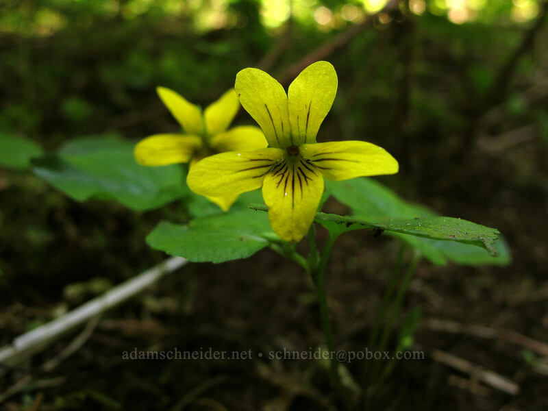 stream violets (Viola glabella) [Opal Lake Trail, Opal Creek Wilderness, Marion County, Oregon]