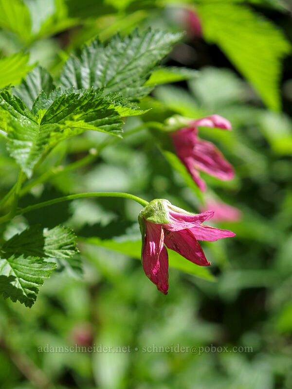 salmonberry flowers (Rubus spectabilis) [Opal Lake Trail, Opal Creek Wilderness, Marion County, Oregon]