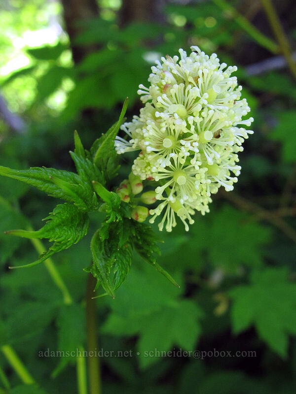 baneberry flowers (Actaea rubra) [Opal Lake Trail, Opal Creek Wilderness, Marion County, Oregon]