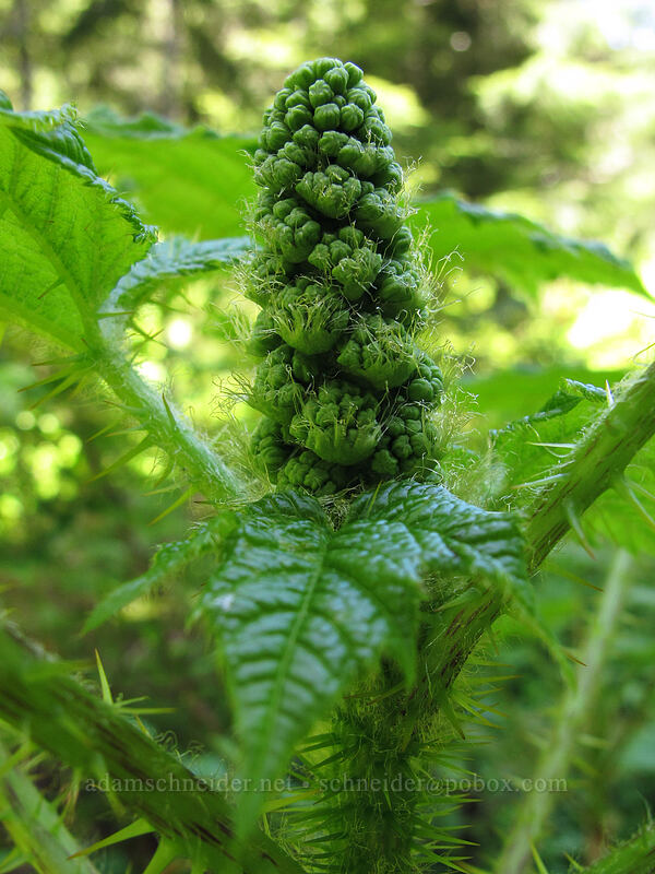 devil's club, budding (Oplopanax horridus) [Opal Lake Trail, Opal Creek Wilderness, Marion County, Oregon]