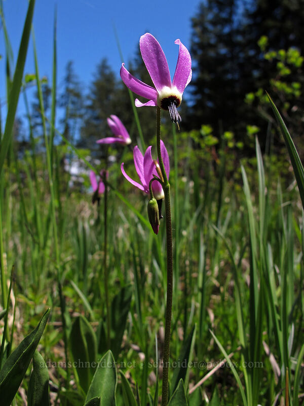 tall mountain shooting star (Dodecatheon jeffreyi (Primula jeffreyi)) [Opal Lake Trail, Opal Creek Wilderness, Marion County, Oregon]