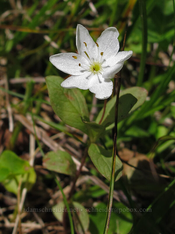 arctic starflower (Lysimachia europaea (Trientalis arctica)) [Opal Lake Trail, Opal Creek Wilderness, Marion County, Oregon]