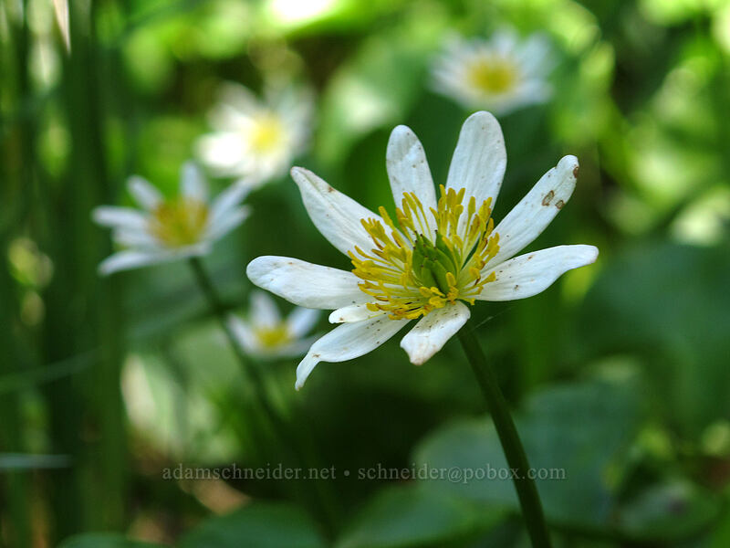 white marsh-marigolds (Caltha biflora (Caltha leptosepala var. biflora)) [Opal Lake Trail, Opal Creek Wilderness, Marion County, Oregon]