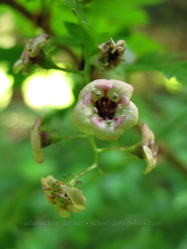 prickly currant (black gooseberry) (Ribes lacustre) [Opal Lake Trail, Opal Creek Wilderness, Marion County, Oregon]