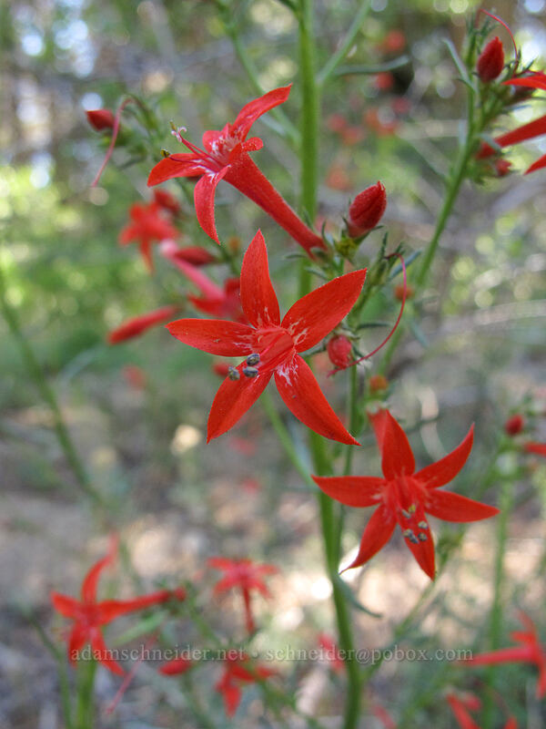 scarlet gilia (Ipomopsis aggregata) [Osgood Swamp, Lake Tahoe Basin, El Dorado County, California]