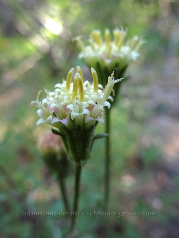 Douglas' dusty maidens (Chaenactis douglasii) [Osgood Swamp, Lake Tahoe Basin, El Dorado County, California]