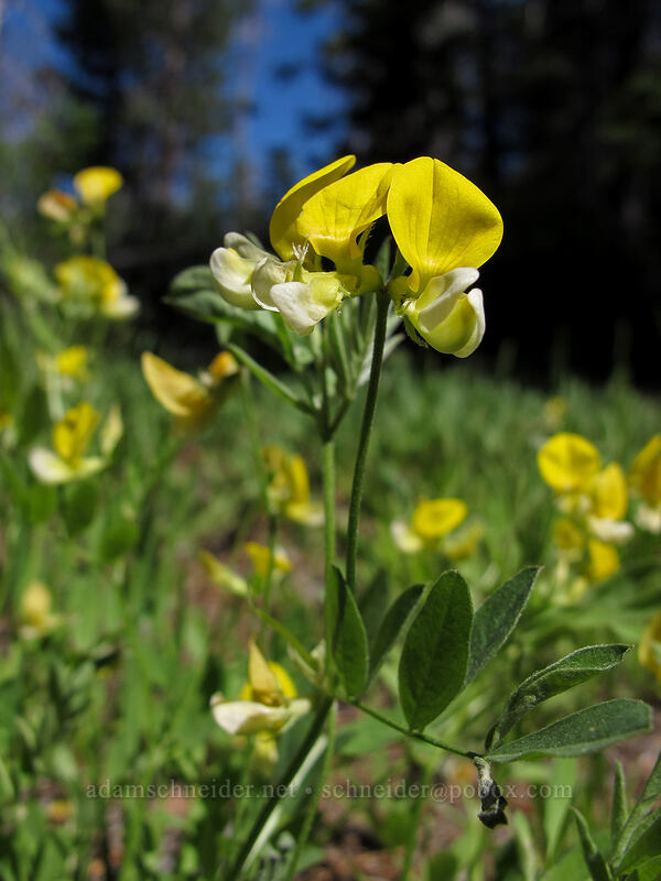 streambank bird's-foot trefoil (Hosackia oblongifolia (Lotus oblongifolius)) [Osgood Swamp, Lake Tahoe Basin, El Dorado County, California]