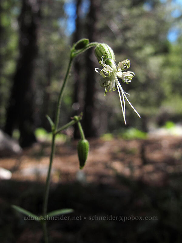 Lemmon's catchfly (Silene lemmonii) [Osgood Swamp, Lake Tahoe Basin, El Dorado County, California]