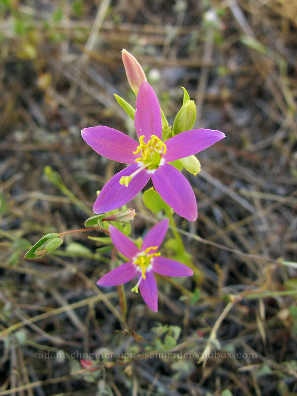 charming centaury (Zeltnera venusta (Centaurium venustum)) [Pyramid Creek Trail, Lake Tahoe Basin, El Dorado County, California]