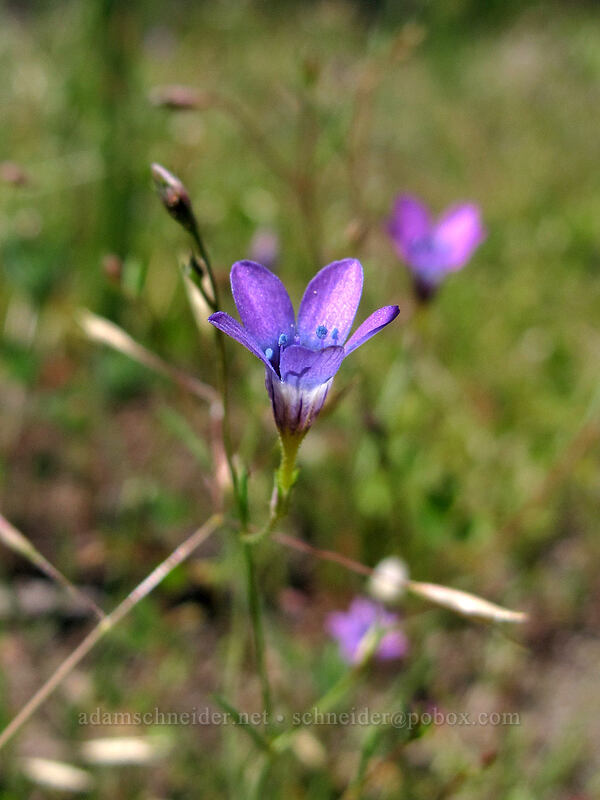Bridges' pincushion-plant (Navarretia leptalea ssp. leptalea (Gilia leptalea ssp. leptalea)) [Pyramid Creek Trail, Lake Tahoe Basin, El Dorado County, California]
