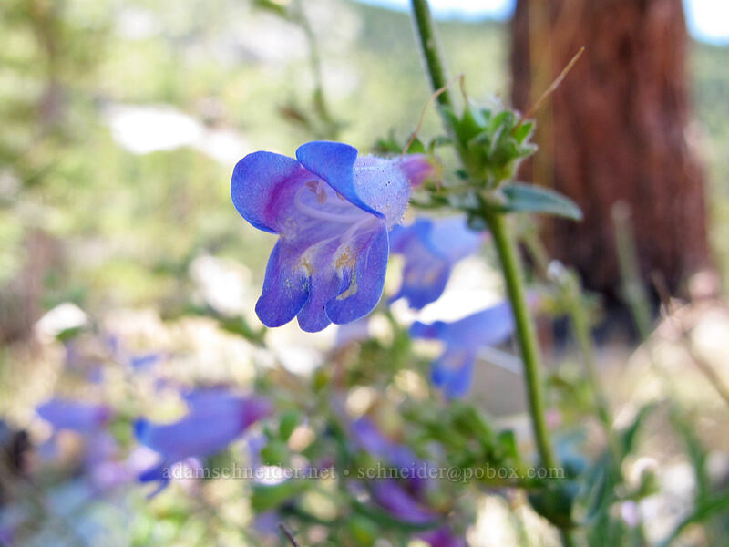 Roezl's penstemon (Penstemon roezlii) [Pyramid Creek Trail, Lake Tahoe Basin, El Dorado County, California]