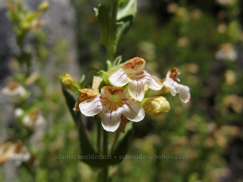 hot rock penstemon (Penstemon deustus) [Pyramid Creek Trail, Desolation Wilderness, El Dorado County, California]