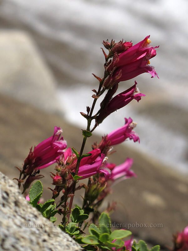 mountain pride (Penstemon newberryi) [Pyramid Creek, Desolation Wilderness, El Dorado County, California]