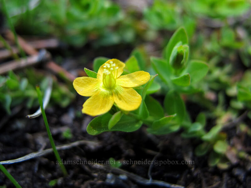 tinker's penny (creeping St. John's wort) (Hypericum anagalloides) [Desolation Valley, Desolation Wilderness, El Dorado County, California]