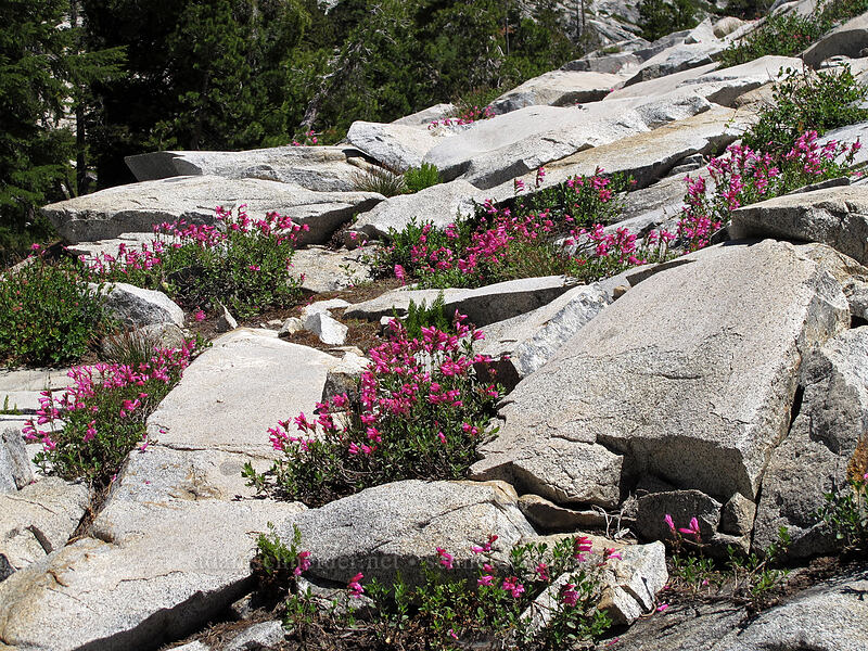 mountain pride (Penstemon newberryi) [Desolation Valley, Desolation Wilderness, El Dorado County, California]
