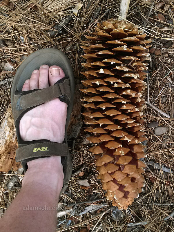 sugar pine cone (Pinus lambertiana) [Chimney Beach-Secret Cove Trail, Lake Tahoe Basin, Carson City, Nevada]