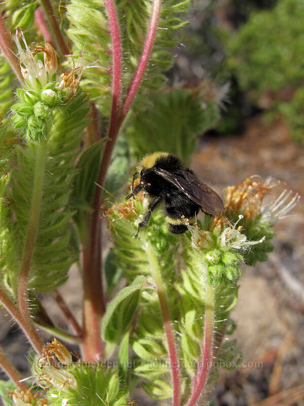 bumblebee on varileaf phacelia (Phacelia heterophylla) [Secret Harbor, Lake Tahoe Basin, Carson City, Nevada]