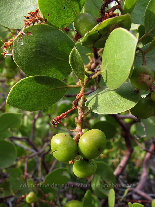 green-leaf manzanita (Arctostaphylos patula) [Secret Harbor, Lake Tahoe Basin, Carson City, Nevada]