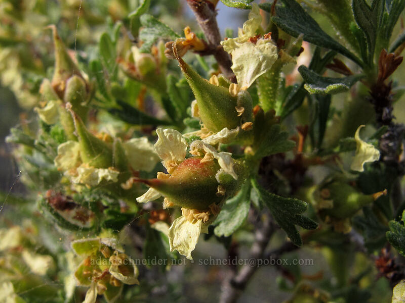 antelope bitterbrush (Purshia tridentata) [Secret Harbor, Lake Tahoe Basin, Carson City, Nevada]